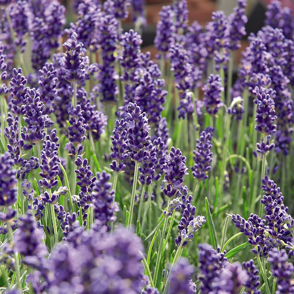 Thompson and Morgan Lavender Hidcote Jumbo Plugs 3 Pack Image 4