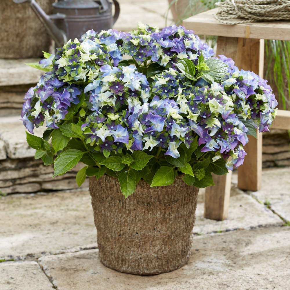 Thompson and Morgan Hydrangea Lady Mata Hari Blue Plant Pot 2L Image 3