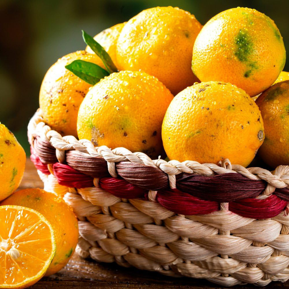 Thompson and Morgan Citrus Tree Lime Rangpur Plant Pot 5L Image 2