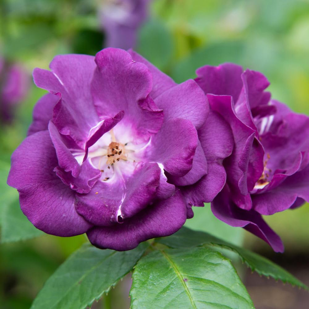 Thompson and Morgan Blue Rose Rhapsody Bare Root 2 Pack Image