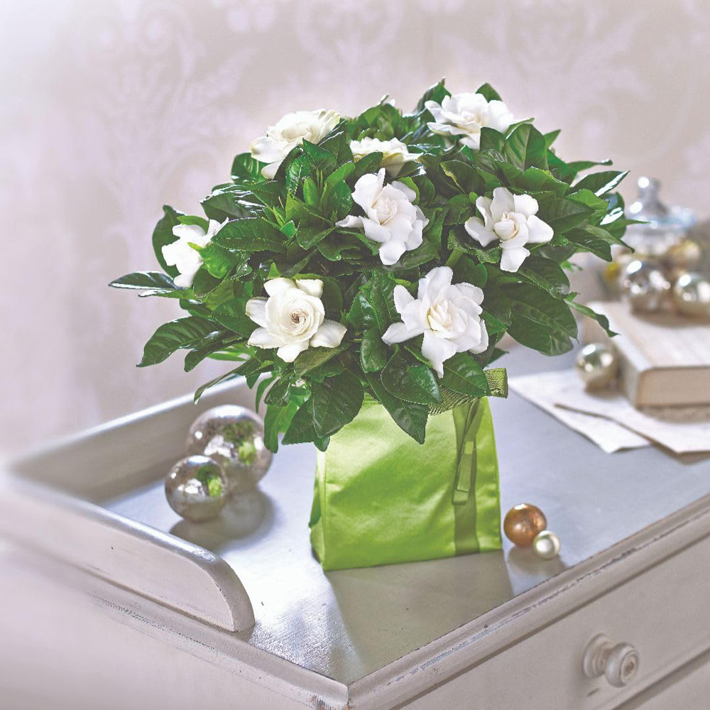 Thompson and Morgan Gardenia Plant Pot 13cm 2 Pack Image 2