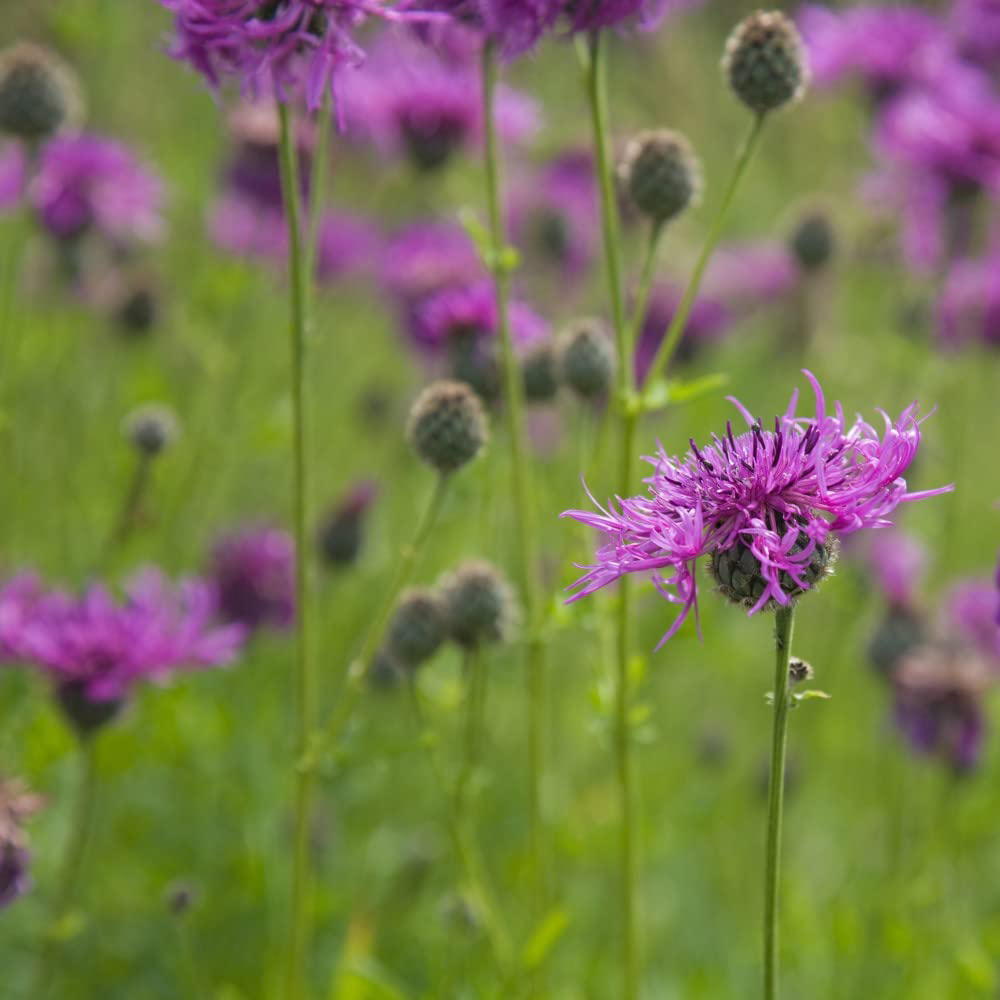 Thompson and Morgan Centaurea Nigra Potted Plant 1L Image 2