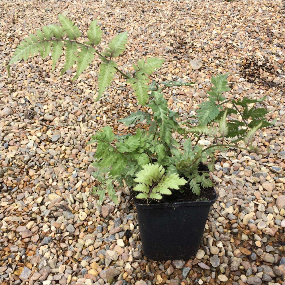 Thompson and Morgan Fern Athyrium Niponicum Pictum Plant Pot 9cm Image 5