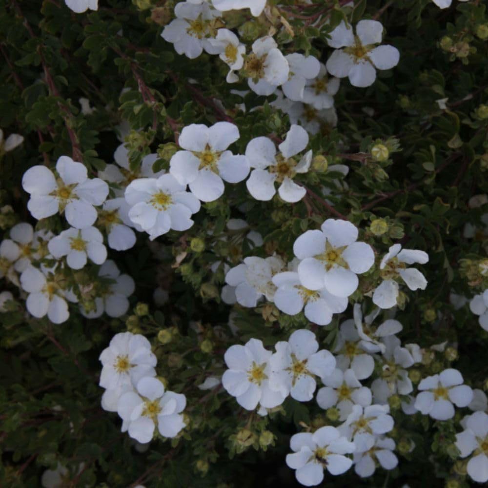 Thompson and Morgan Potentilla Fruticosa Abbotswood Plant in Pot 9cm Image 1