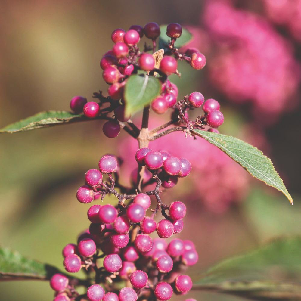 Thompson and Morgan Callicarpa Bodinieri Profusion Plant Pot 9cm 2 Pack Image 2