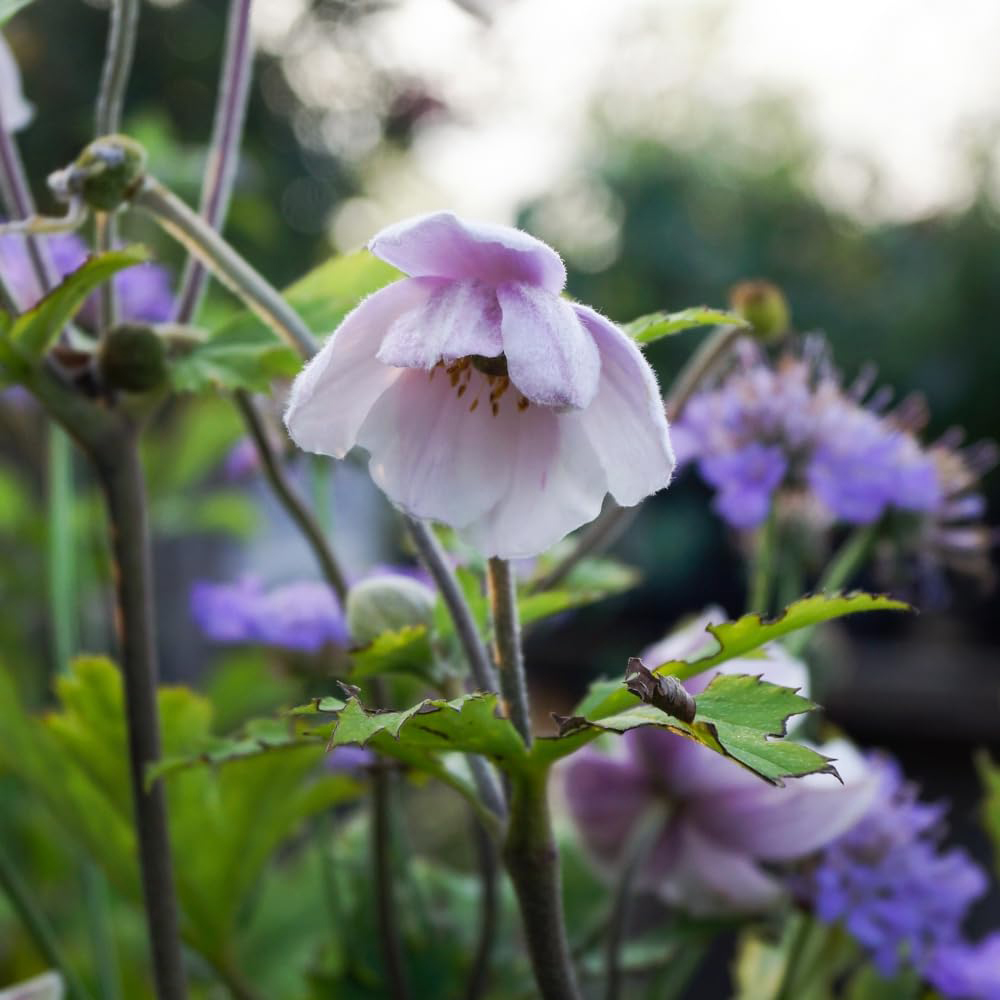 Thompson and Morgan Anemone Ruffled Swan Plant Pot 3L Image 2