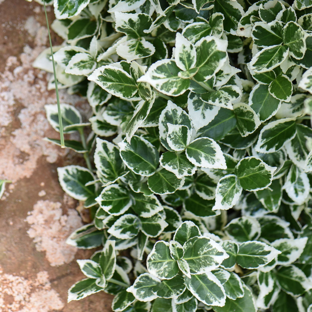 Thompson and Morgan Euonymus Fortuneii Emerald Gaiety Plant Pot 3L Image 3