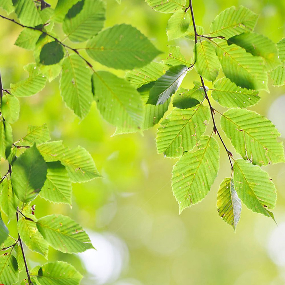 Thompson and Morgan Fagus Sylvatica Green Beech Hedge Bare Root 10 Pack Image 3