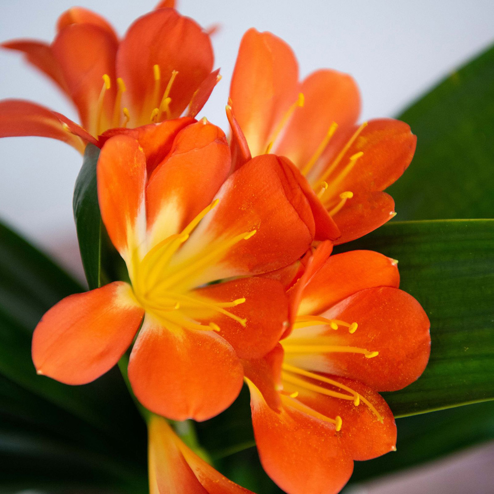 Thompson and Morgan Christmas Gift Clivia Miniata Plant Pot 13cm Image 3