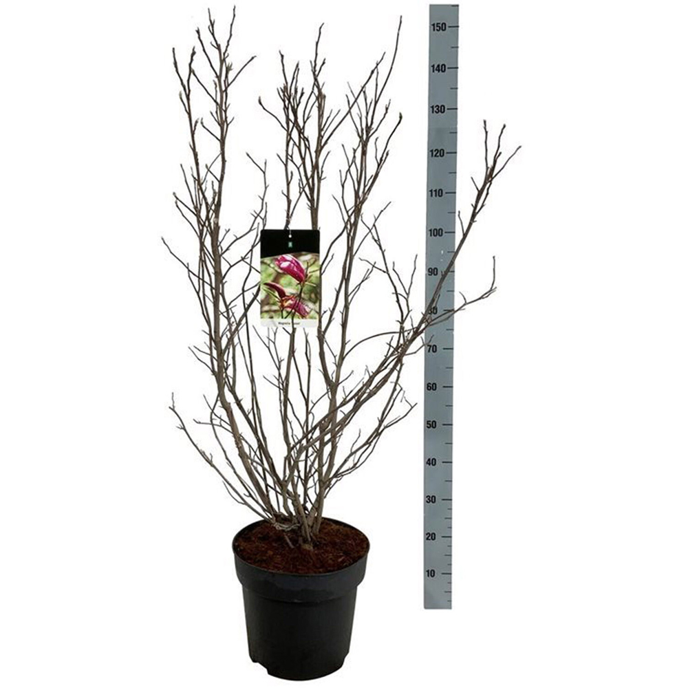 Magnolia Mix Flowering Plant Image 2