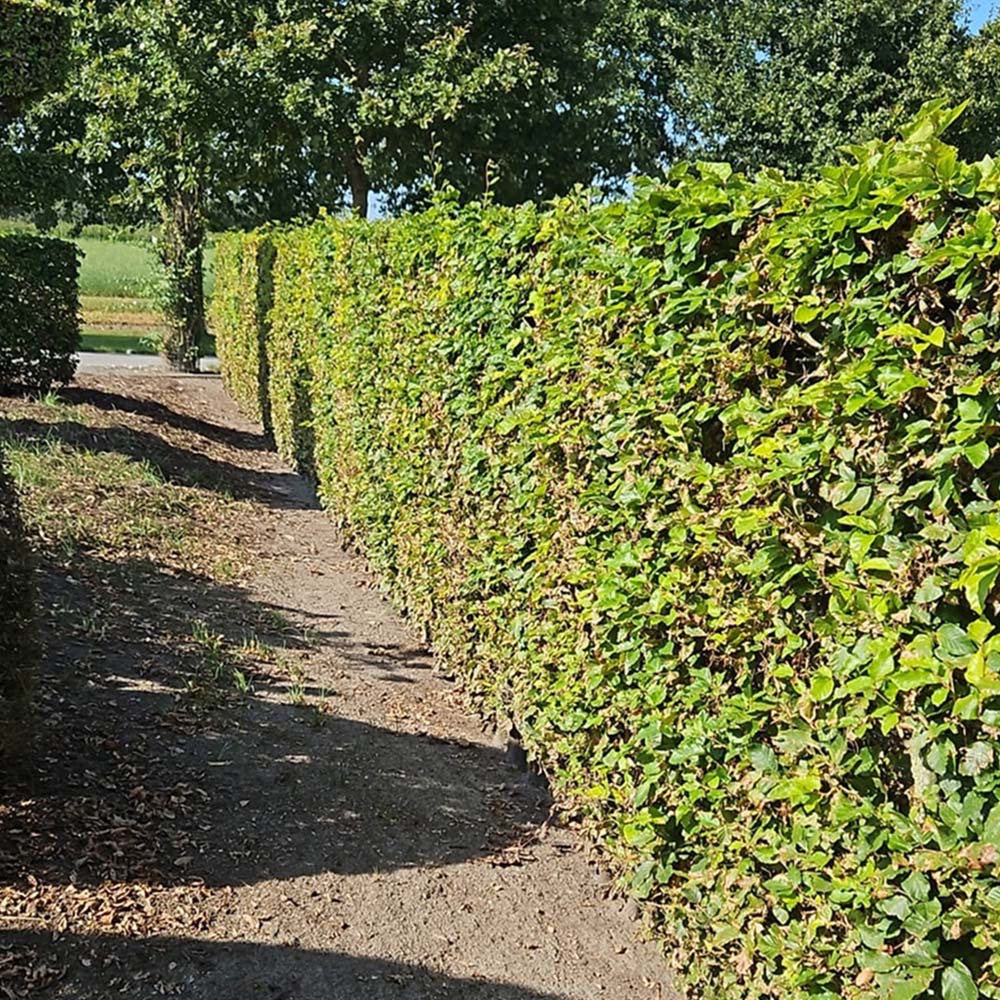 Inspirational Gifting Green Beech Semi-Evergreen Bare Root Hedge Plant Sapling 5-6ft 10 Pack Image 3