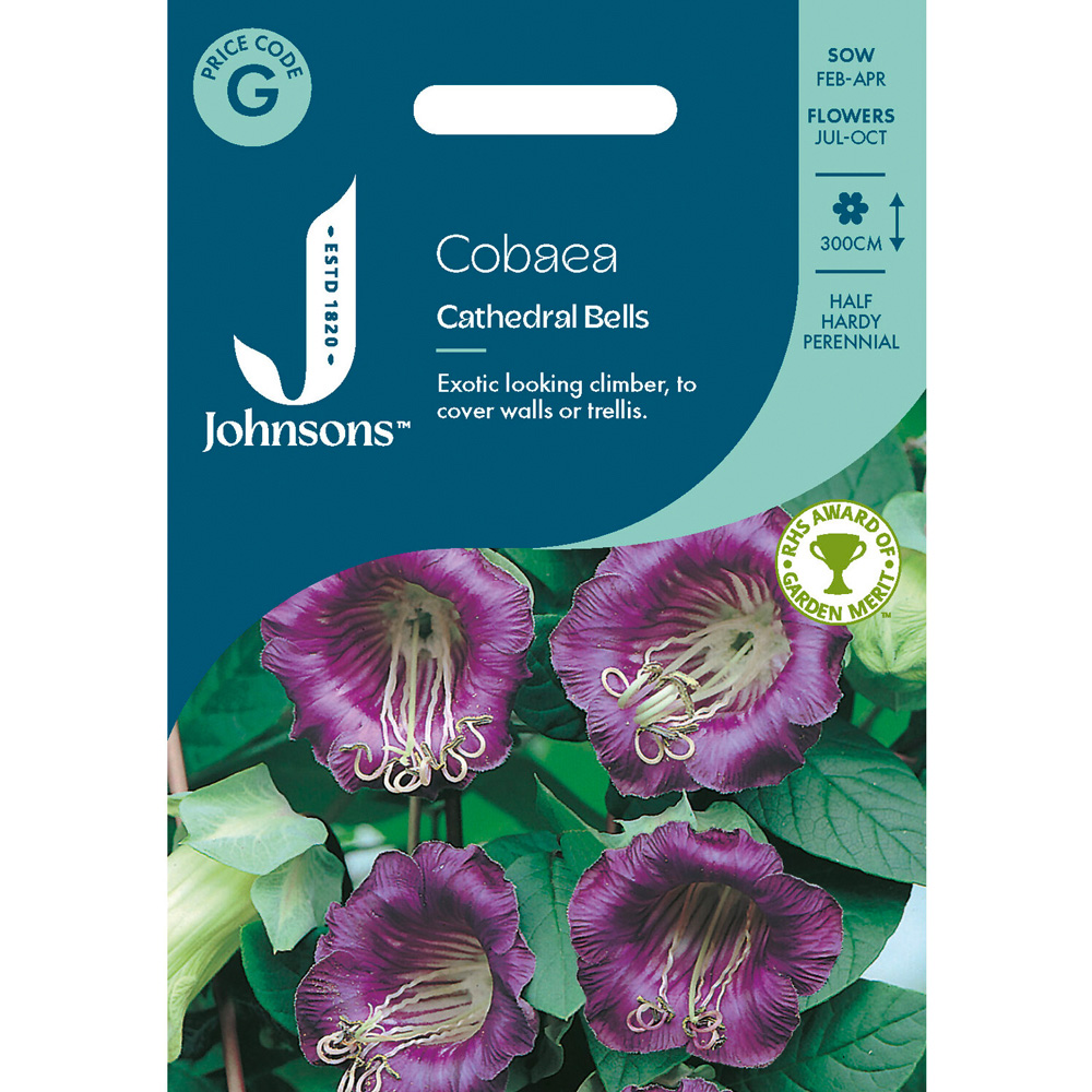 Pack of Cobaea Cathedral Bells Flower Seeds Image 1