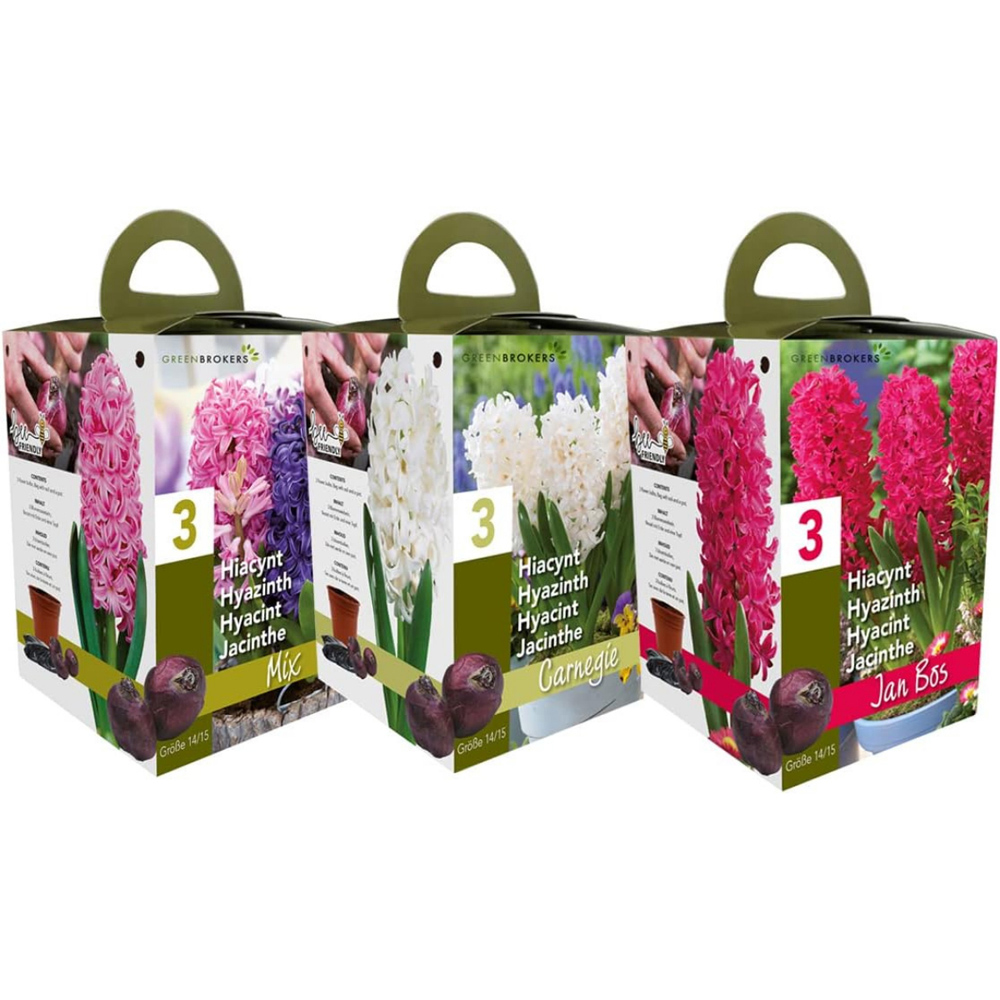 GreenBrokers Hyacinth Bee Friendly 3 Mixed Planting Bulb Gift Box Image 5