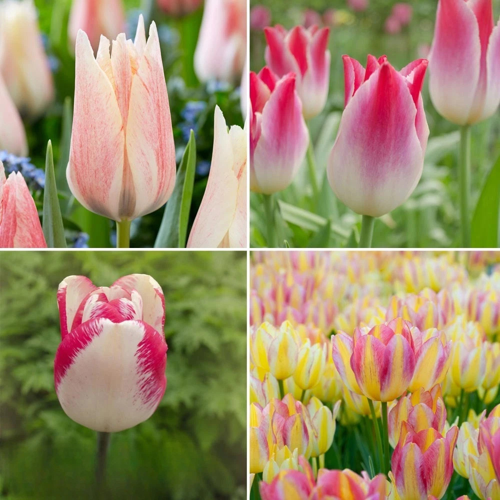 Thompson and Morgan Tulip Colour Changing Collection Planting Bulb 32 Pack Image 1