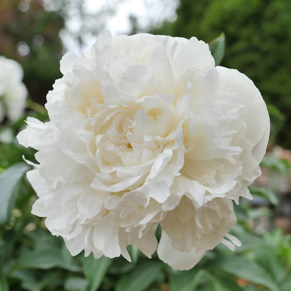 YouGarden Ultimate Peony Bare Root Collection 3 Pack Image 2