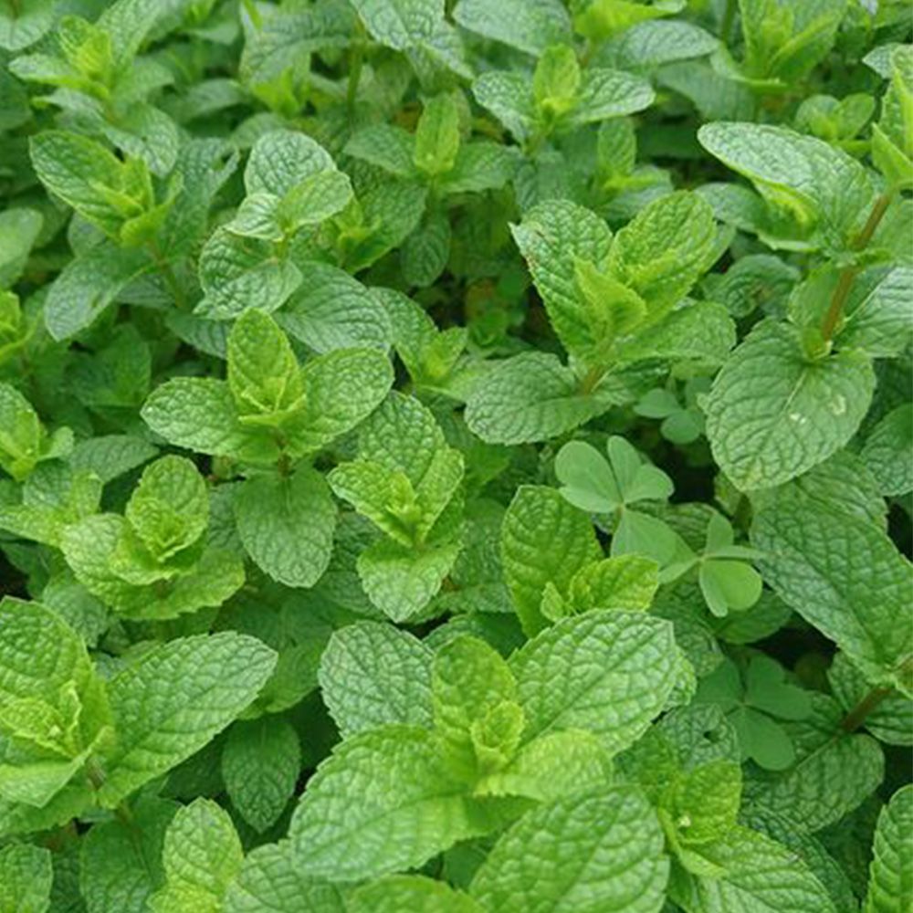 Thompson and Morgan Herb Garden Mint Plant Pot 1L 3 Pack Image 1