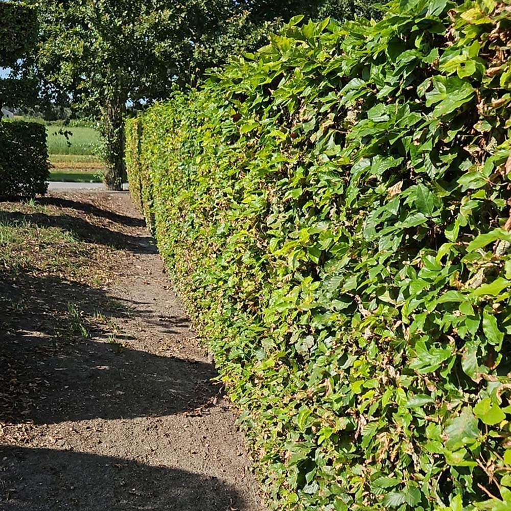 Inspirational Gifting Green Beech Semi-Evergreen Bare Root Hedge Plant Sapling 3-4ft 10 Pack Image 4