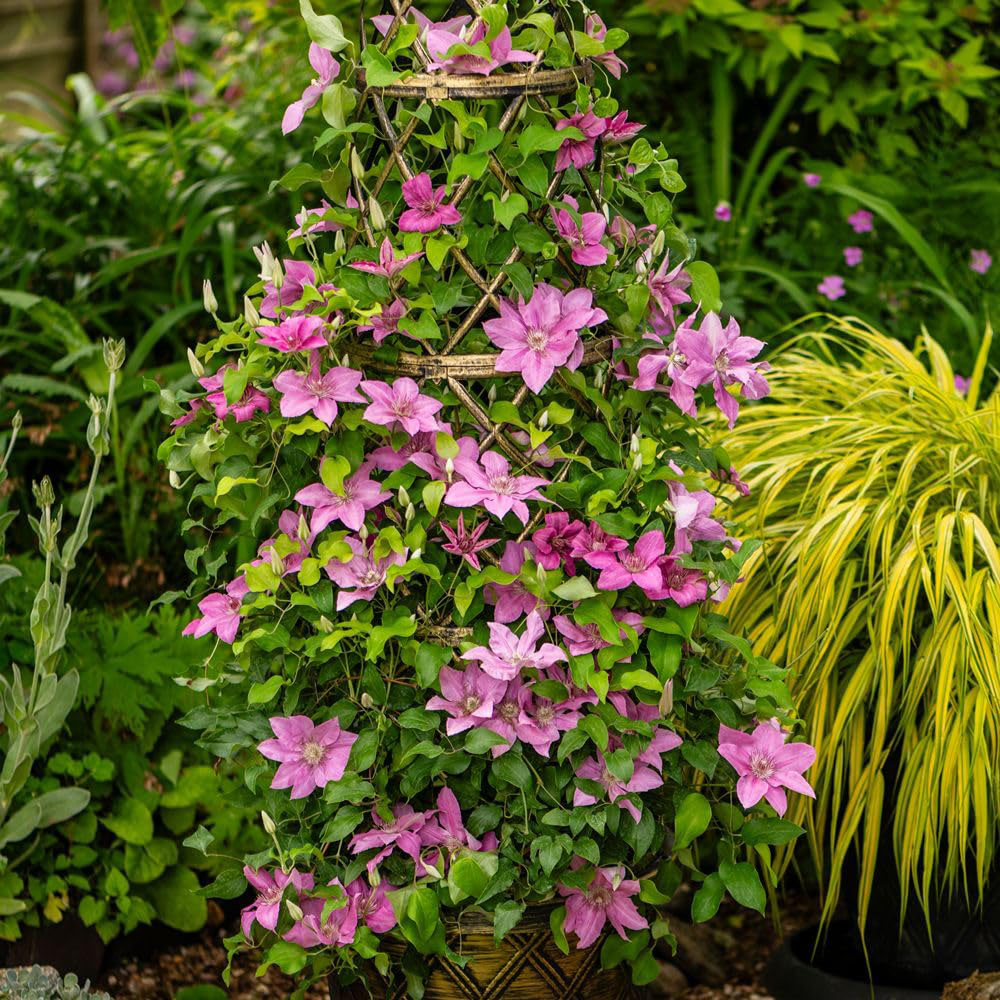 Thompson and Morgan Clematis Bridgewater Plant Pot 3L Image 3