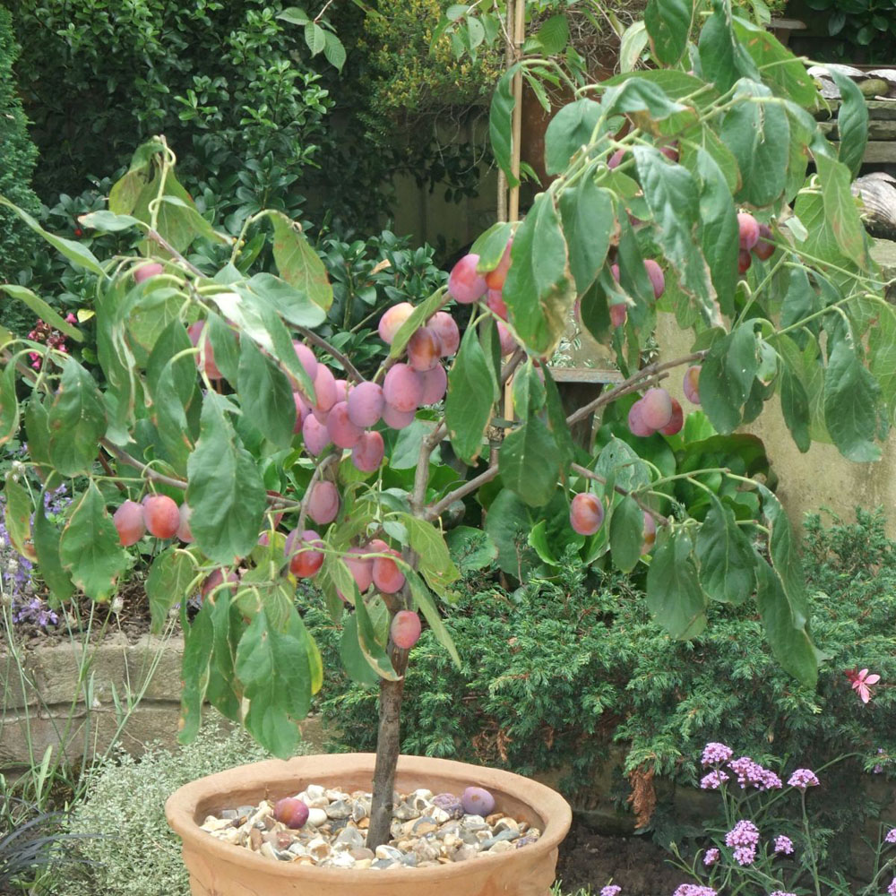 Thompson and Morgan Plum Prunus Victoria Patio Standard St Julien Plant Pot 5L 2 Pack Image 4