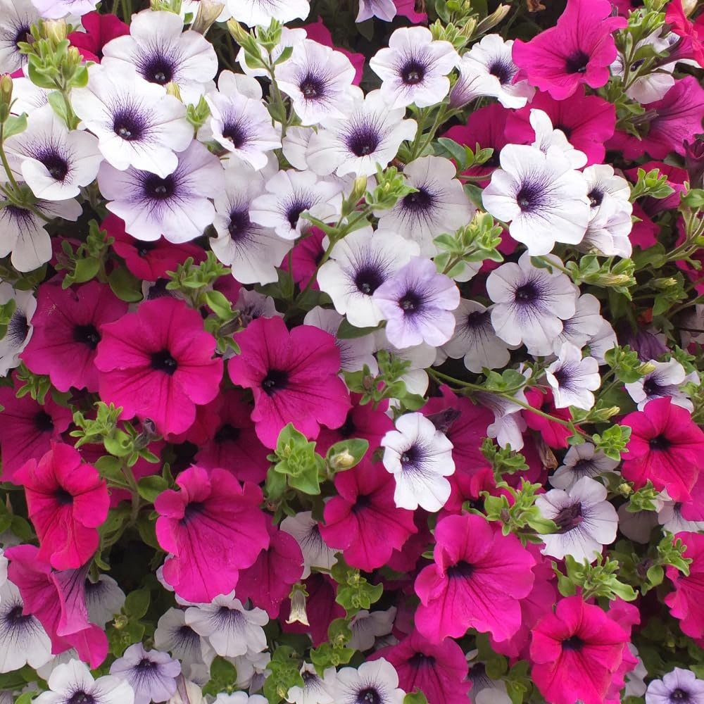 Thompson and Morgan Petunia Surfinia Preplanted Hanging Basket 20cm 4 Pack Image 1