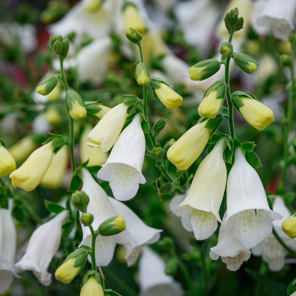 YouGarden Foxglove Digitalis Purpurea Hanabee White Plant Pot 3L Image 2