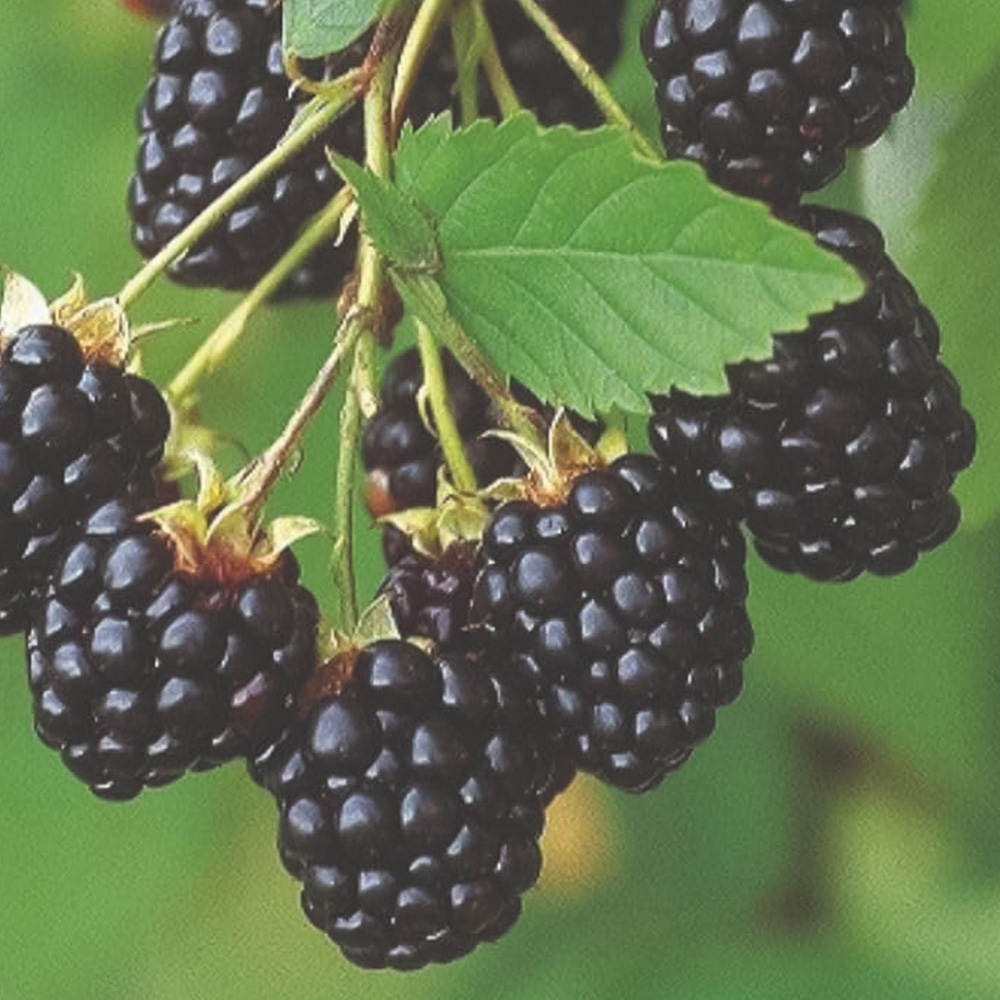 Thompson and Morgan Blackberry Rubus Navaho Plant Pot 2L 2 Pack Image 2