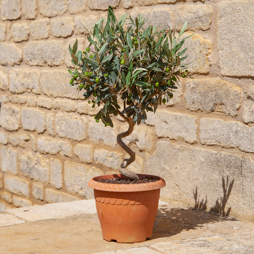 YouGarden Spiral Olive Tree Plant Pot with Gift Wrap 80cm 2 Pack Image 2