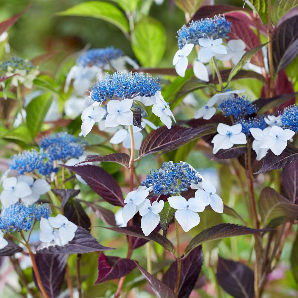 Thompson and Morgan Hydrangea Serrata Hydrangea Plant Pot 3L 3 Pack Image 3