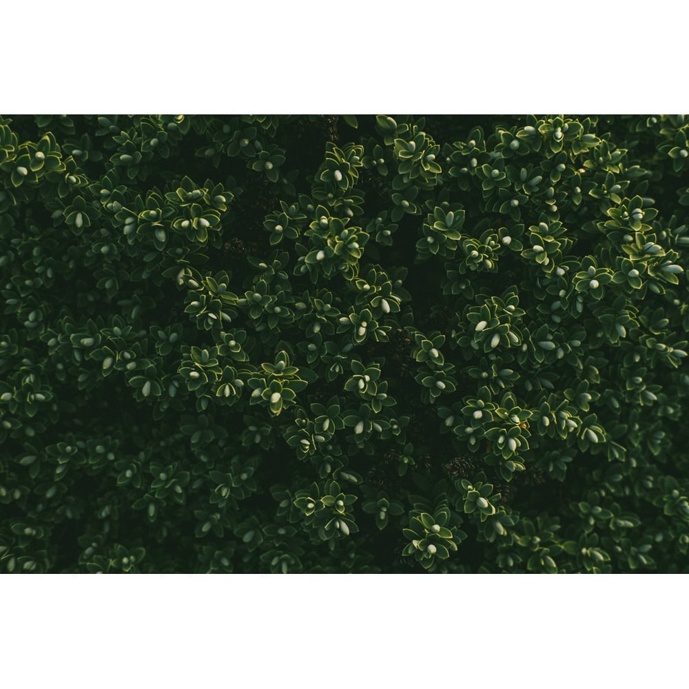 Inspirational Gifting Box Evergreen Bare Root Hedge Plant Sapling 20-30cm 5 Pack Image 5