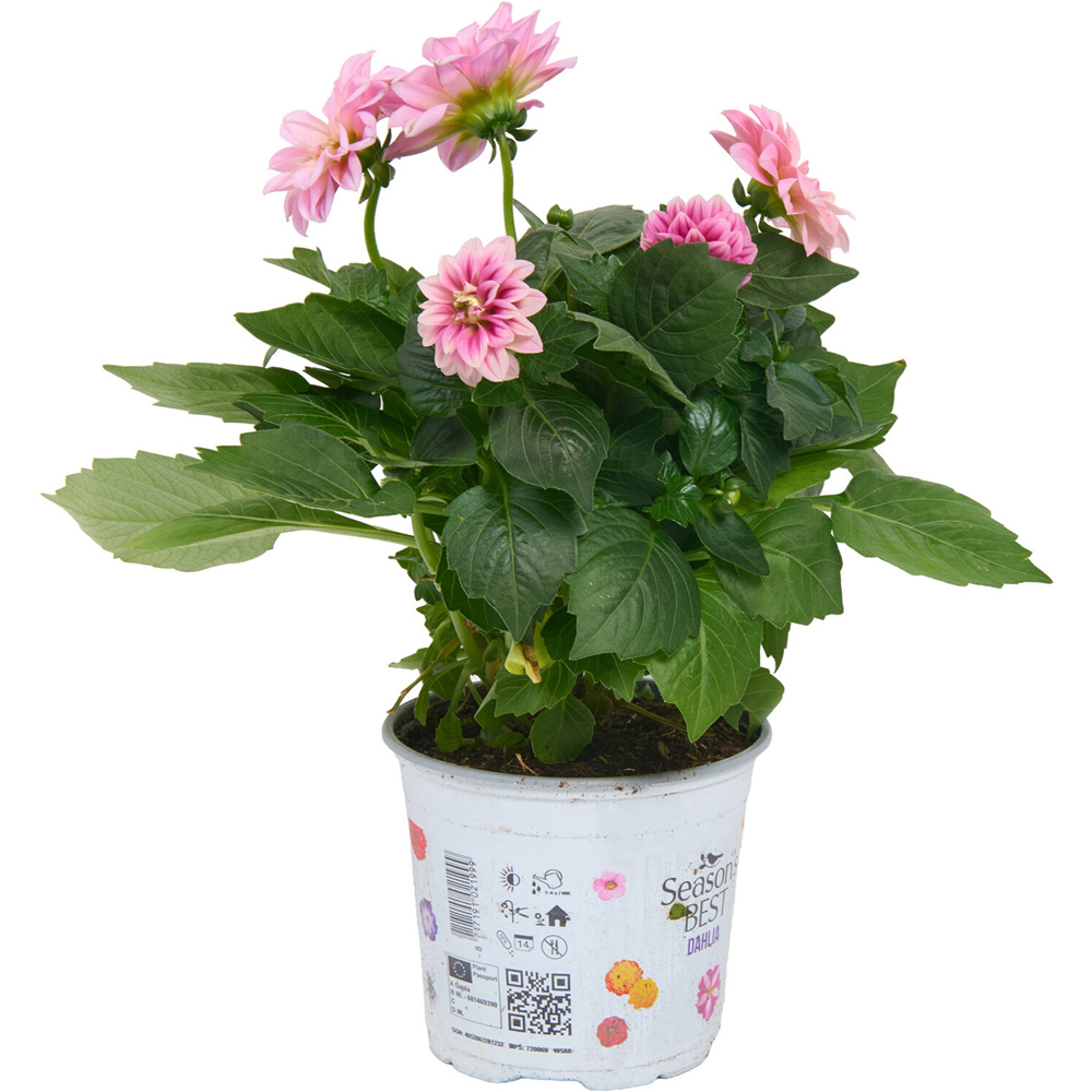 Dahlia Seasons Best Plant Image 9