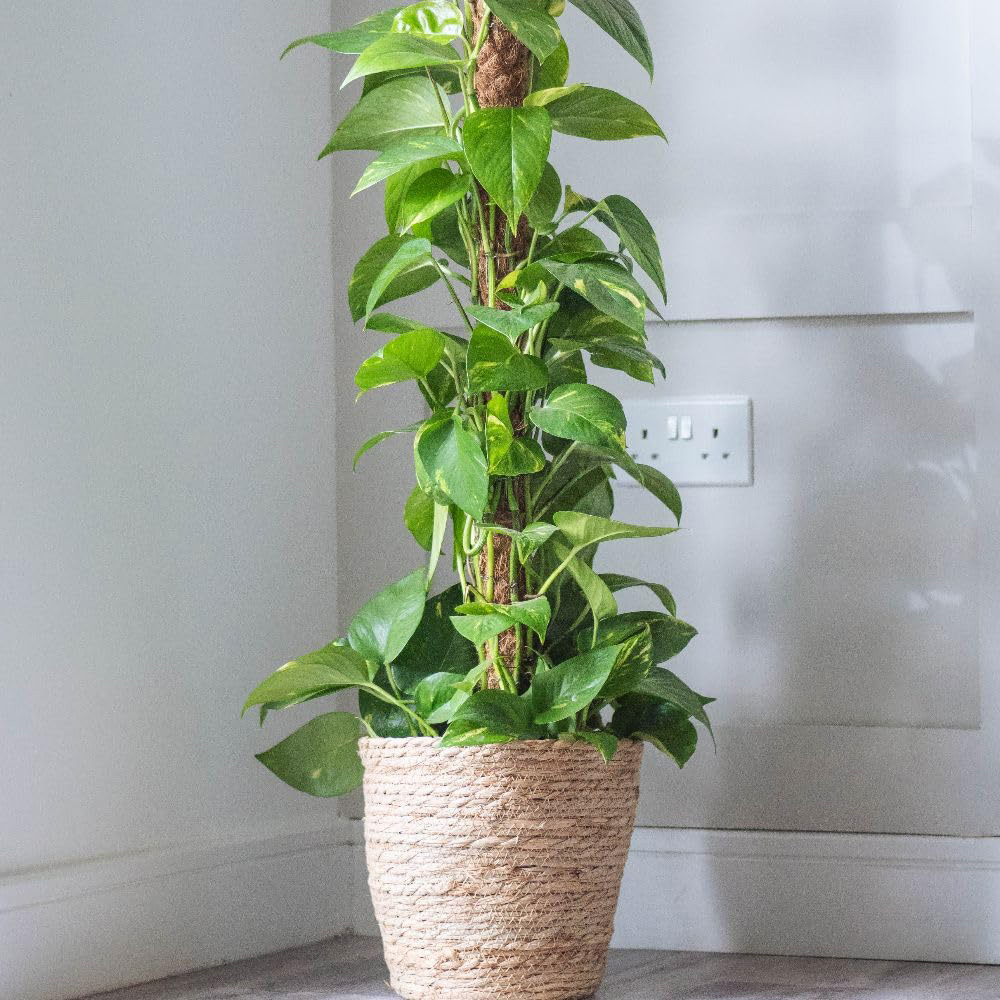 Thompson and Morgan Epipremnum Devil's Ivy Scindapsus Aureum Plant Pot 12cm 2 Pack Image 1