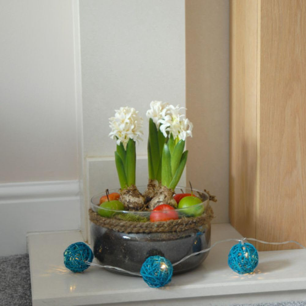 Thompson and Morgan Christmas Gift 3 Hyacinth in Lit Glass Bowl Image 7