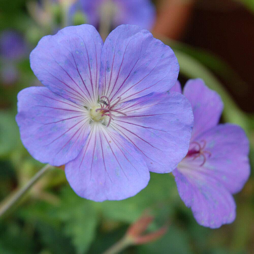 Thompson and Morgan Geranium Rozanne Jumbo Plug Plant 3 Pack Image 5