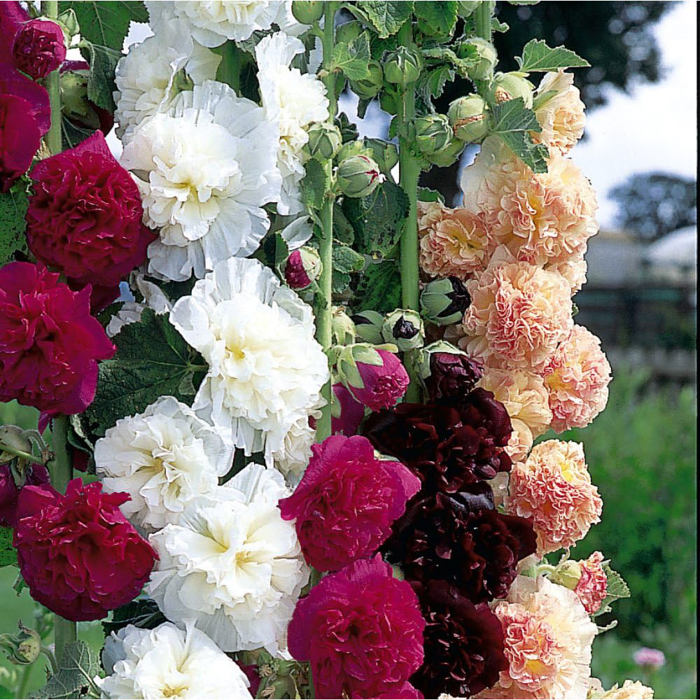 Thompson and Morgan Hollyhock Alcea Chaters Double Mixed Plant Pot 1L 3 Pack Image 1