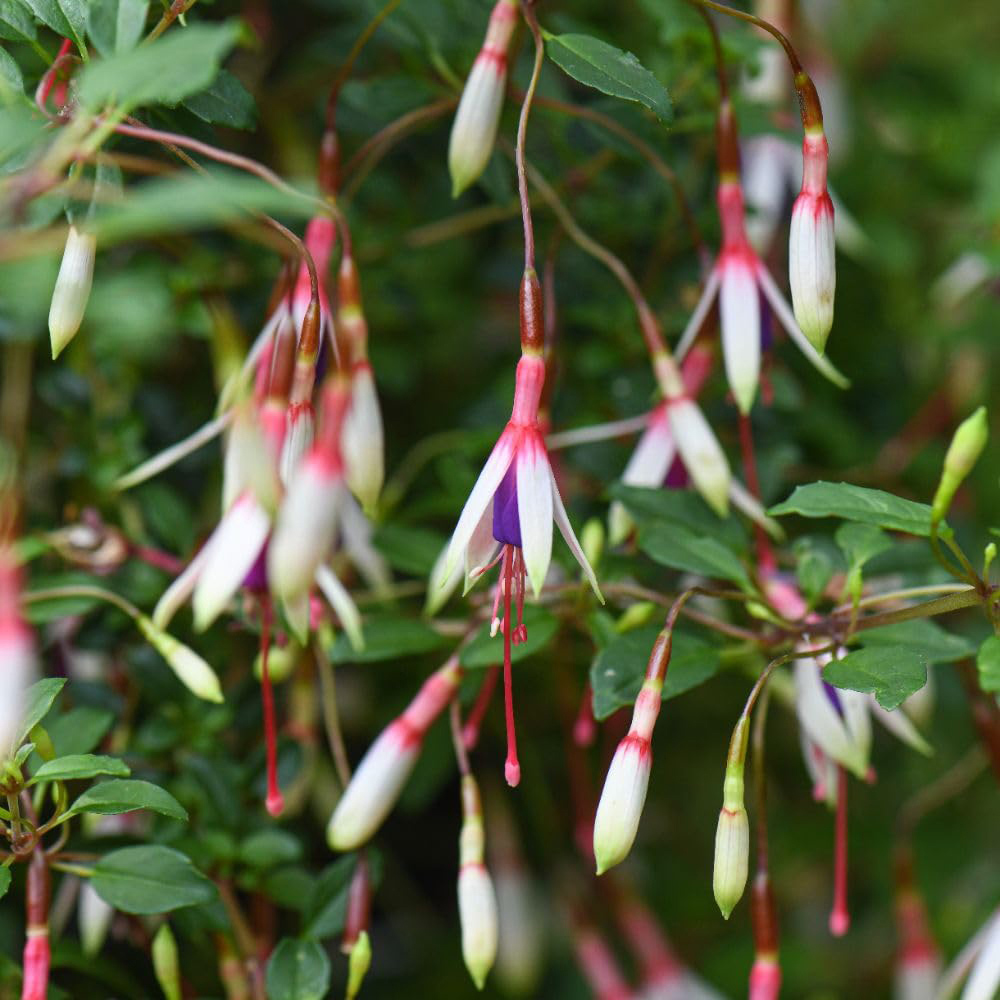 Thompson and Morgan Fuchsia Magellanica Arauco Plant Pot 2L Image 4