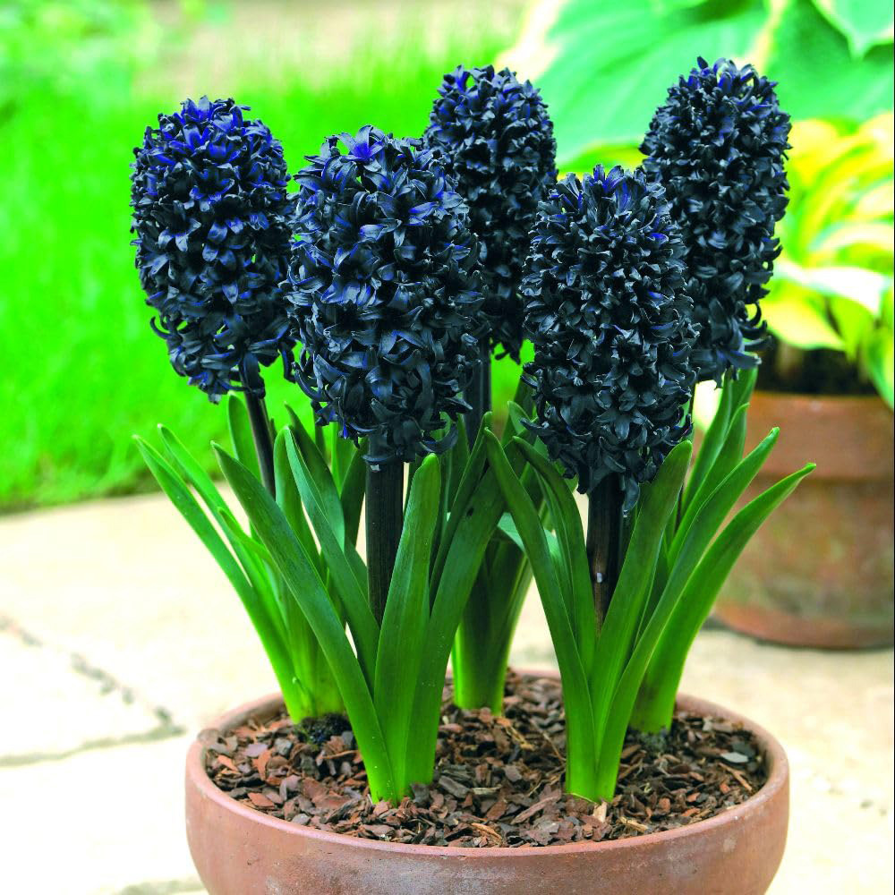 Thompson and Morgan Colourful Spring Collection Planting Bulb 126 Pack Image 4