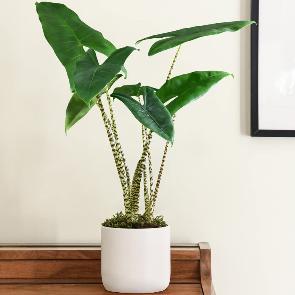 Thompson and Morgan Alocasia Zebrina Plant Pot 17cm Image 1
