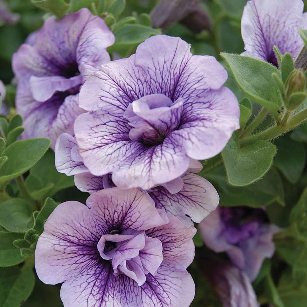 Thompson and Morgan Petunia Tumbelina Frills and Spills Priscilla Postiplug Plant 5 Pack Image 3