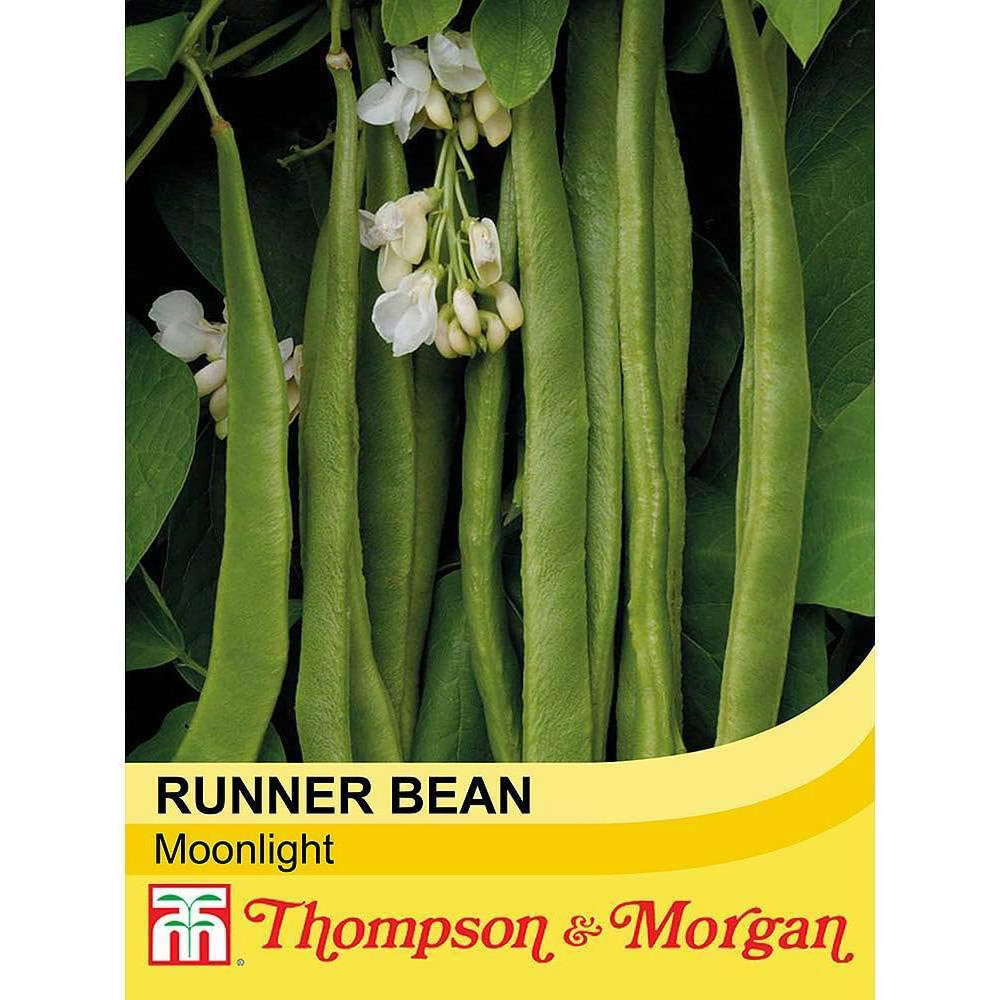 Thompson & Morgan Runner Bean Moonlight 40 Seeds Packet Image 2