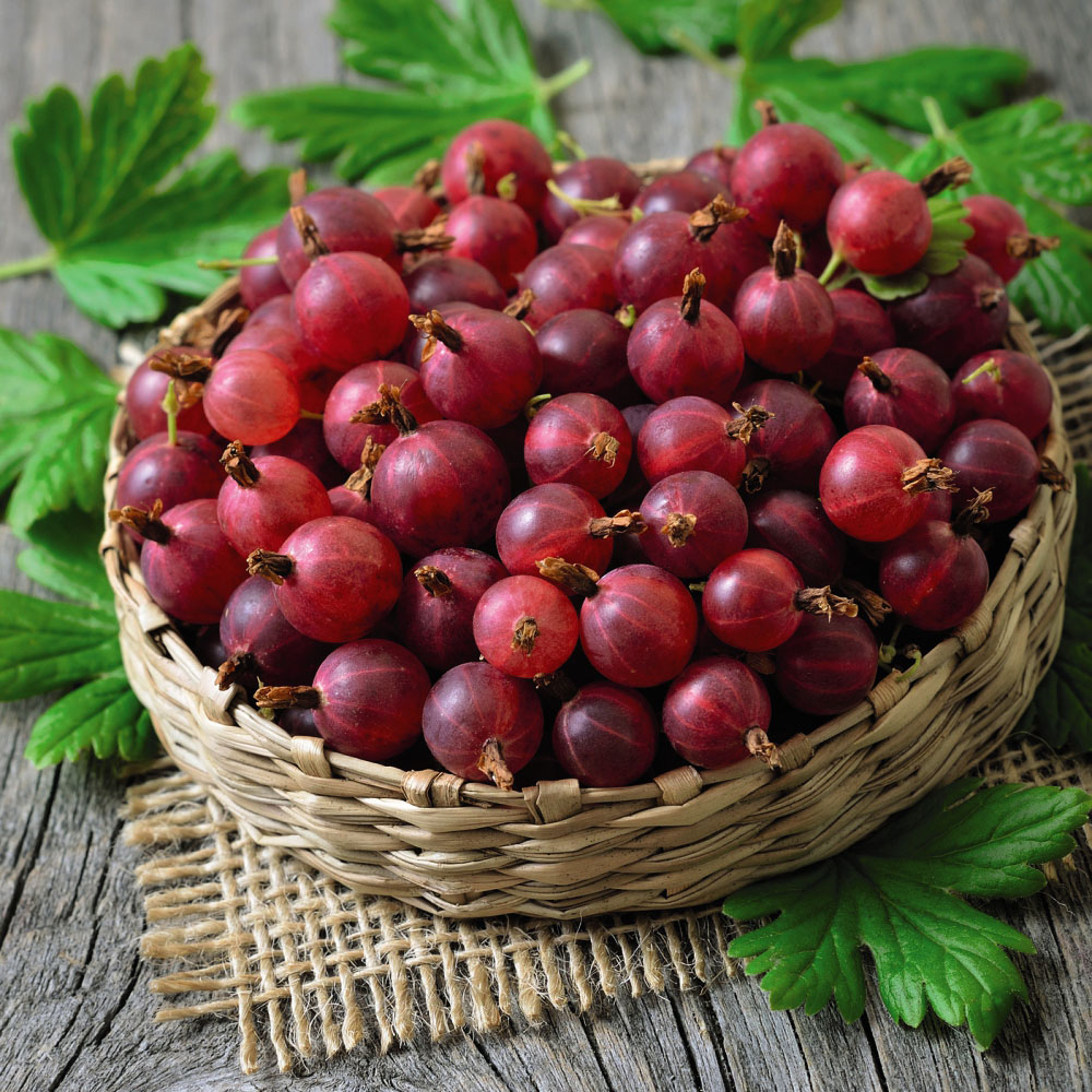 Thompson and Morgan Red Gooseberry Giggles Plant Pot 9cm 2 Pack Image 2