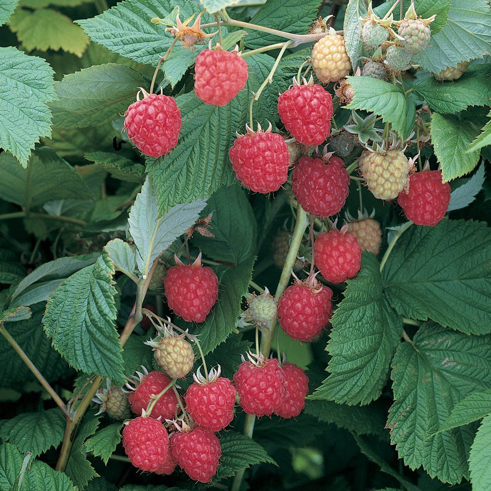 Thompson and Morgan Summer Berries Raspberry Glen Ample Canes 6 Pack Image 1