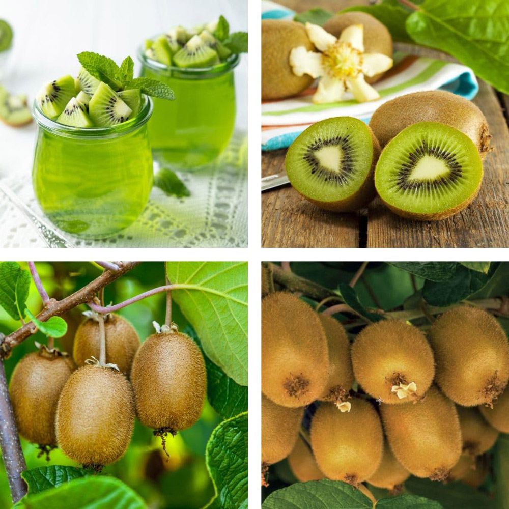 Thompson & Morgan Kiwi Growers Choice Plant Pot 2L 2 Pack Image 4
