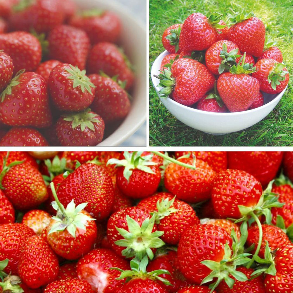 Thompson and Morgan Strawberry British Grown Wimbeldon Collection Plant Pot 9cm 6 Pack Image 1