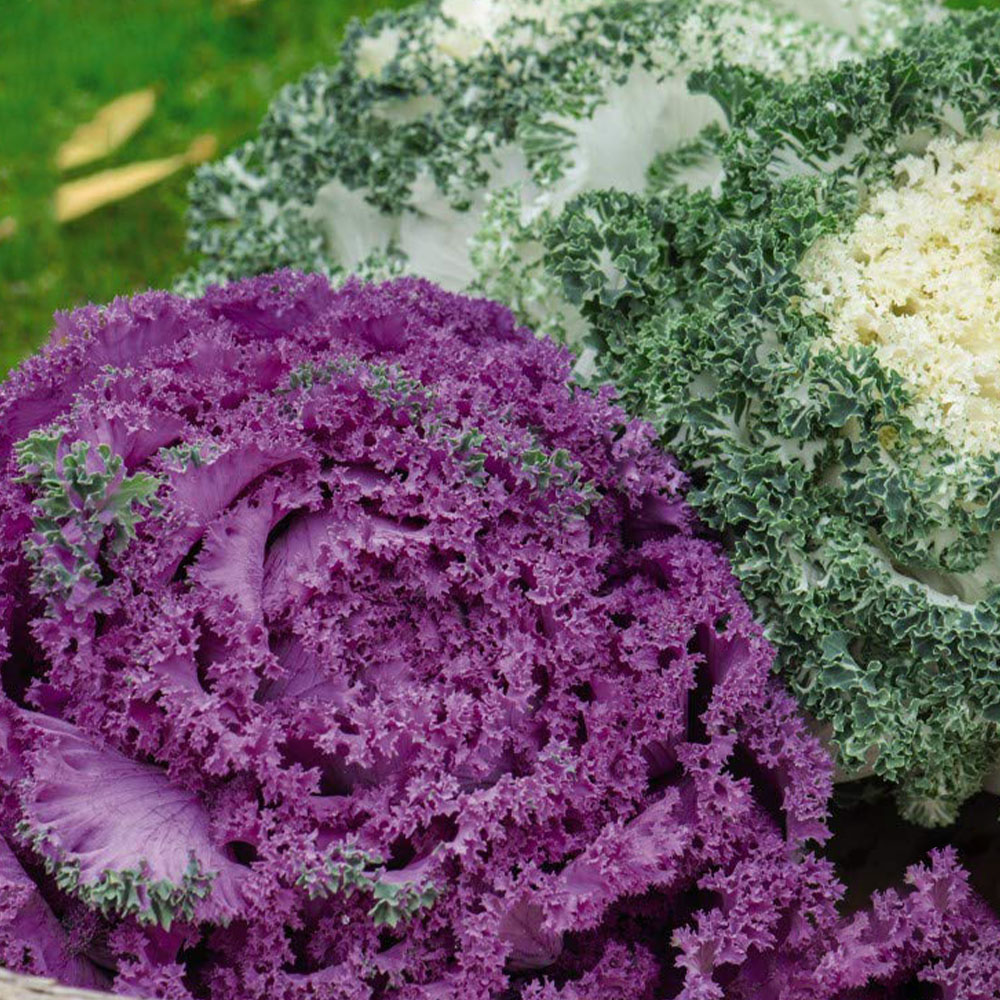 Thompson & Morgan Kale Jardin Mixed Seed Packet Image 1