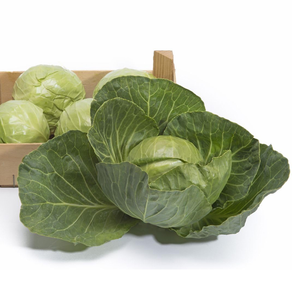 Thompson and Morgan Cabbage Brassica Oleracea Prestar F1 Seed Packet Image 2