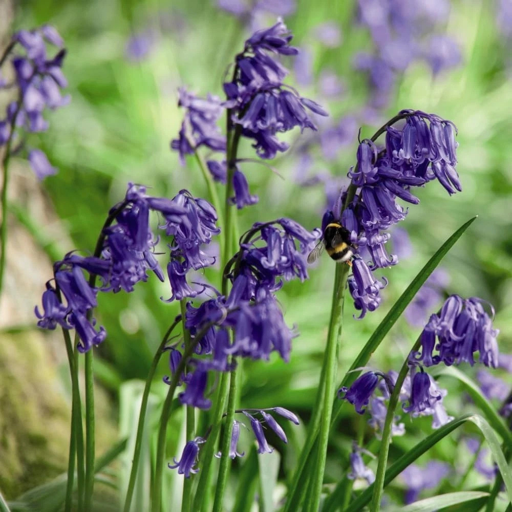 Thompson and Morgan English Bluebell Hyacinthoides Non-Scripta Autumn Planting Bulb 32 Pack Image 4