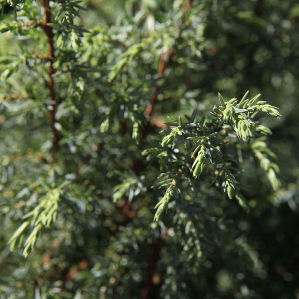 Thompson and Morgan Juniperus Communis Hibernica Plant Pot 9cm 2 Pack Image 3