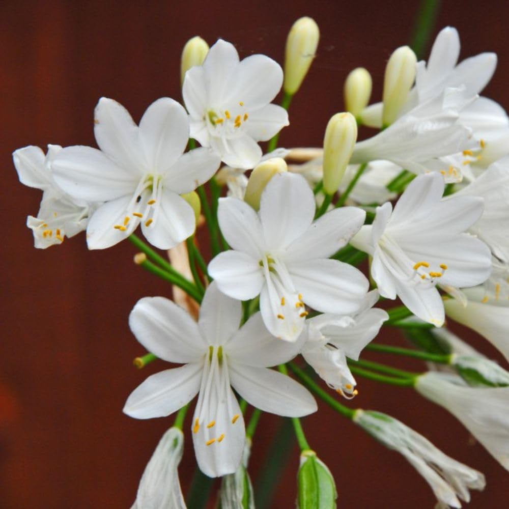 Thompson and Morgan Agapanthus Ever White Plant Pot 2.5L Image 1