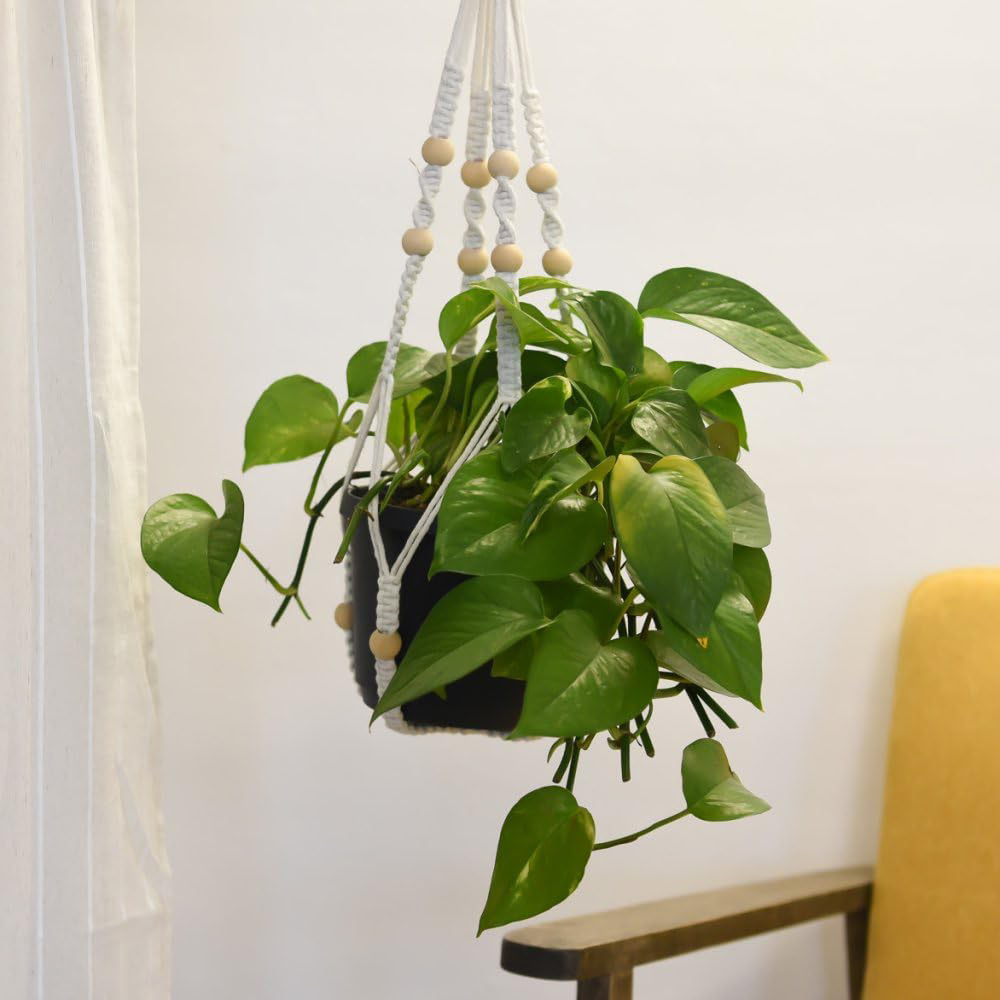 Thompson and Morgan Mixed House Plants Hanging Plant Pot 17cm Image 2