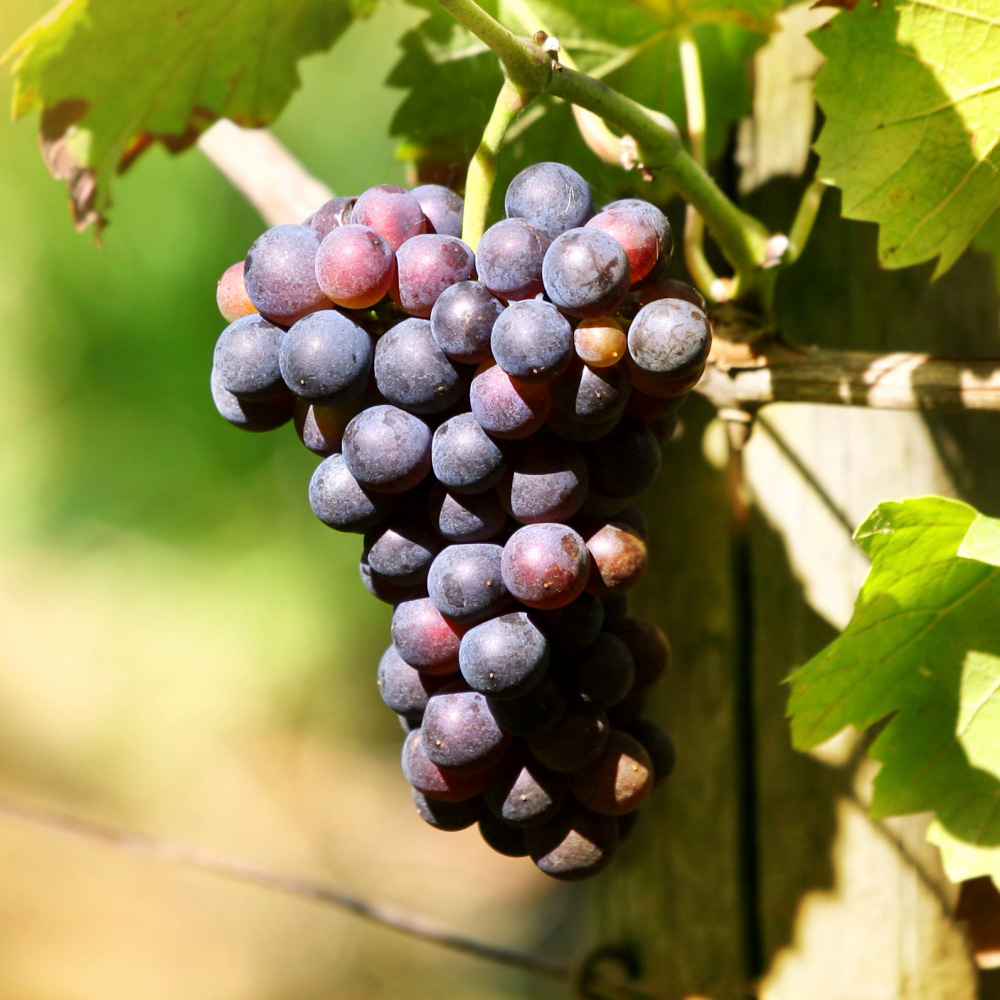 Thompson and Morgan Grape Vitis Dornfelder Boksoop Glory Plant Pot 2L Image 3